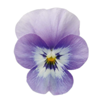 Viola Blume png transparent Hintergrund