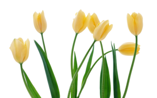 Tulip flower png transparent background