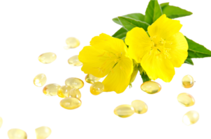 evening primrose flower png transparent background