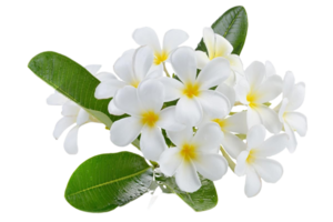 plumeria bloem PNG transparant achtergrond