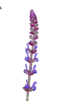 falsch Salvia Blume png transparent Hintergrund