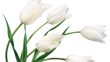 Tulip flower png transparent background