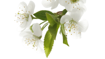 White baneberry flower png transparent background