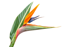 Vogel von Paradies Blume png transparent Hintergrund