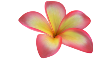 Plumeria Blume png transparent Hintergrund
