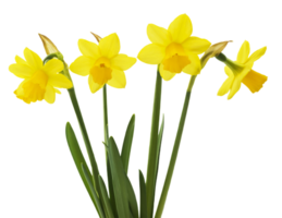 gele narcis bloem PNG transparant achtergrond