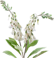 foxglove flower png transparent background