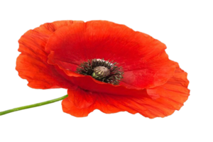 Mohn Blume png transparent Hintergrund