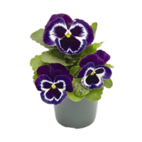 viola flor png transparente antecedentes