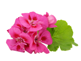 geranium flower png transparent background