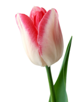 tulipa flor png transparente fundo