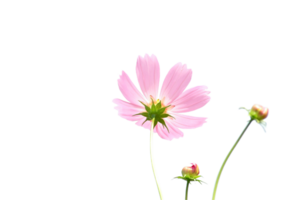 Kosmos Blume png transparent Hintergrund