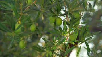 Branch of green olive tree in the orchard video