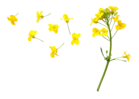 evening primrose flower png transparent background