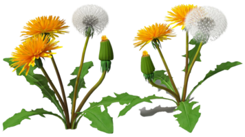 Löwenzahn Blume png transparent Hintergrund