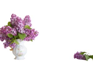 lila Blume png transparent Hintergrund