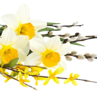 daffodil flower png transparent background