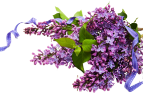 Lilac flower png transparent background