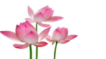 Lotus Blume png transparent Hintergrund
