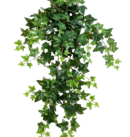 hedera schroef PNG transparant achtergrond