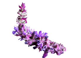 false salvia flower png transparent background