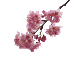 Kirsche blühen Blume png transparent Hintergrund