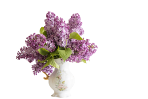 Lilac flower png transparent background