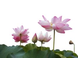 lotus flower png transparent background