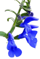 falsch Salvia Blume png transparent Hintergrund