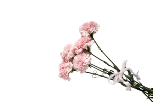 carnation flower png transparent background