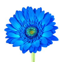 Gerbera png transparent background