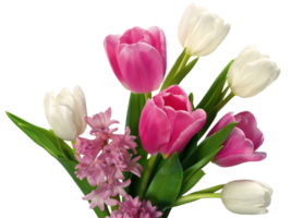 Tulip flower png transparent background