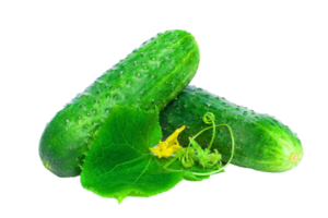 pepino png transparente fundo