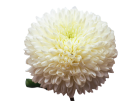 chrysant bloem PNG transparant achtergrond