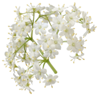 Elderberry flower png transparent background