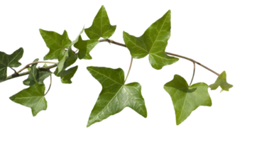 hedera hélix png transparent Contexte