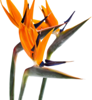 pájaro de paraíso flor png transparente antecedentes