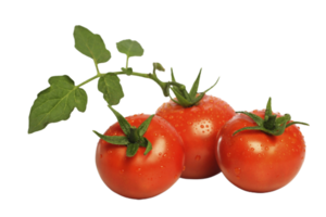 Tomate png transparent Hintergrund