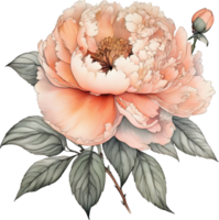 Picture of many peonies Chinese watercolor style. AI-generated. png