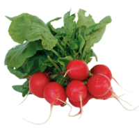 radish png transparent background