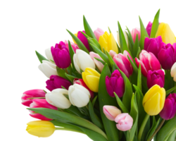 tulp bloem PNG transparant achtergrond