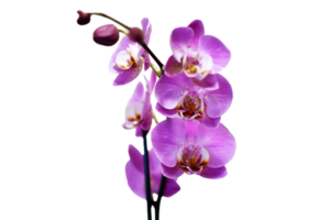 orchidee bloem PNG transparant achtergrond