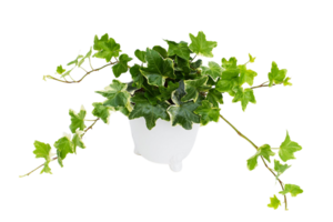 Hedera Helix png transparent background