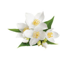 jasmijn bloem PNG transparant achtergrond