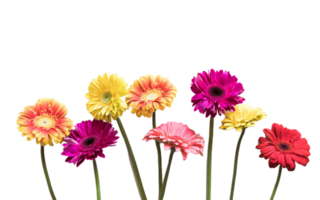 Gerbera png transparent background