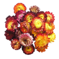 chrysant bloem PNG transparant achtergrond