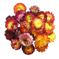 chrysanthème fleur png transparent Contexte