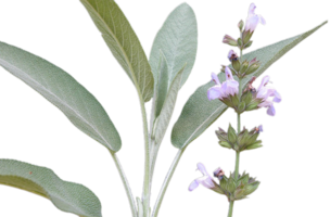 falso salvia flor png transparente antecedentes