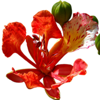 Gulmohar flower png transparent background