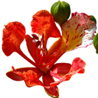 gulmohar flor png transparente antecedentes